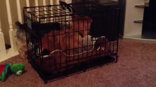 Dog Helps Another Dog Escape Cage