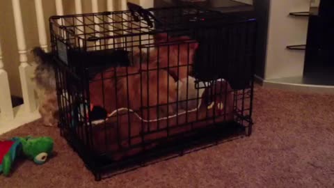 Dog Helps Another Dog Escape Cage
