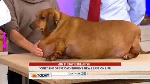 Obese Dog Works Toward Weight Loss