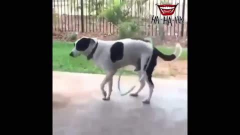 dog dancing with the hula hoop