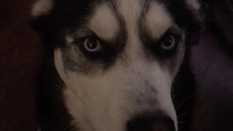 Husky steals entire stick of butter, asks if he can eat it