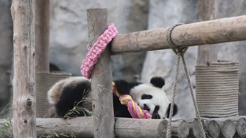 A little panda with a wreath