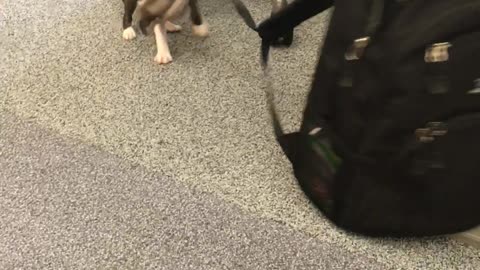 Office Puppy Ready to Call it a Day