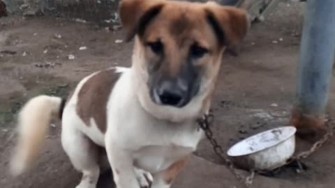 The dog is happy to see the owner again