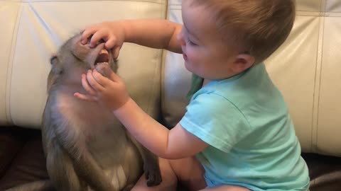 Monkey and Baby Are Best Buds