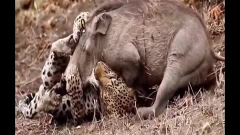 The cheetah was hunting a wild boar, which it bit by the neck