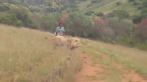 Lion Attacks Man