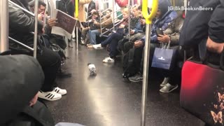 Pigeon walking around inside subway train