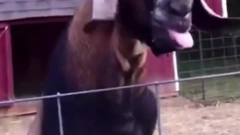 Funny Goat Has So Much To Say