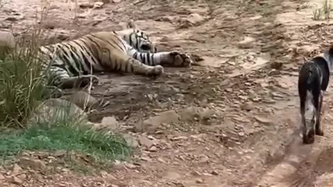 tiger attack on dog