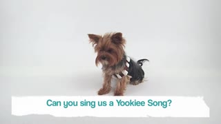 Talkative Yorkie