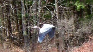 Great Blue Heron