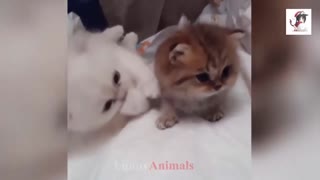 Cute and playful kittens to kill.