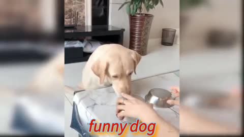 Funny dog, Funny video, animal video, funny puppy, funny dogs video,