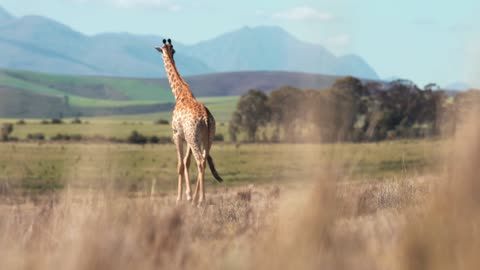 A giraffe walks in the wild looking for food and water