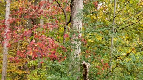 Fall 2020 leaves change color. So beautiful.