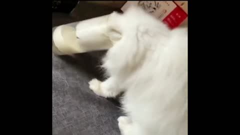 A cat trying to drink milk