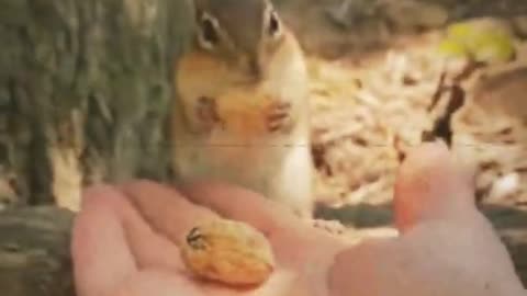 Chipmunks and Peanuts