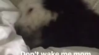Dog wake up buries face in blanket
