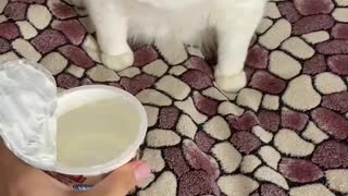 Cat Gags Smelling Sour Cream