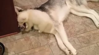 Very Tolerant Husky Puts Up With New Puppy Addition