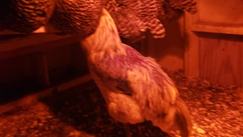 Baby Sip Video - Phillip The Rooster Not Being Let Up On The Roost By The Ladies =(