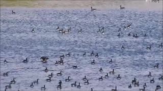 A Goose Gathering Party