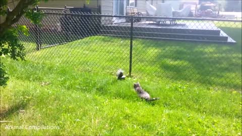 Baby skunks try to spray