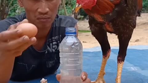 Today, play with my chicken once