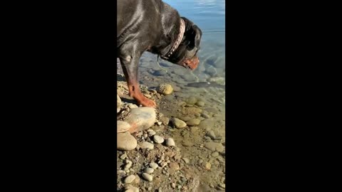 This Dog Catches Fish Better Than Most Humans !