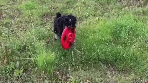 Puppy and his frisbee