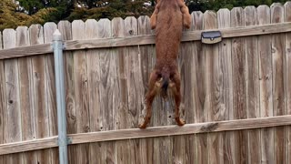 Nimble Pup Peeks Over Fence