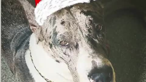 Great Dane Video 31