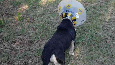 Tinkles Singh rocking her cone after vets visit