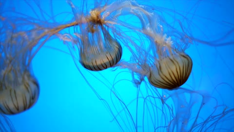 Beautiful Jellyfish Aquarium