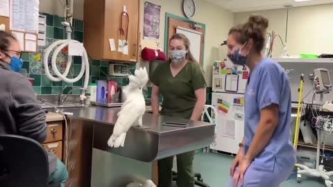 Umbrella cuckatoo dancing with vets after treatment