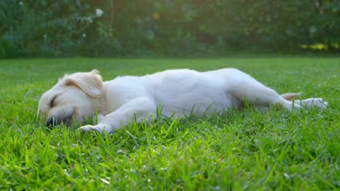 Cute Puppy sleeping!!