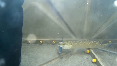 Northern pike (esox lucius) hunting a live fish