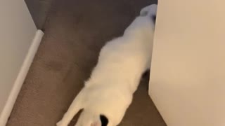 Kitty's Cute Welcome Home Routine