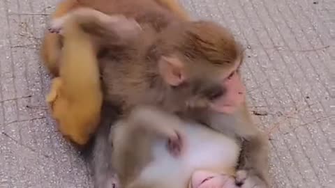 Funny monkey #5