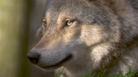 THE WOLF POWER #Viral #animal #wolf #wolfpower