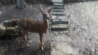 Whitetail Deer: Chatting With My Favorite Deer