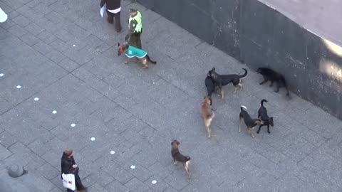 Must See Police Dog Attacked By Pack Of Stray Dogs