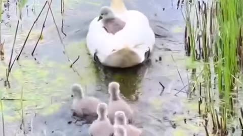five little ducklings following their mother in a row