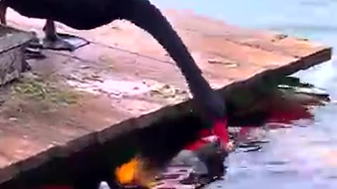 Swan Sharing Food With the Fishes