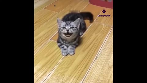 Cat Playing and funn