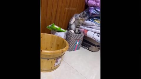 Super Funny Animals video {cat vs dog }