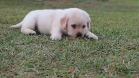 Perros labradores bebes jugando al aire libre.