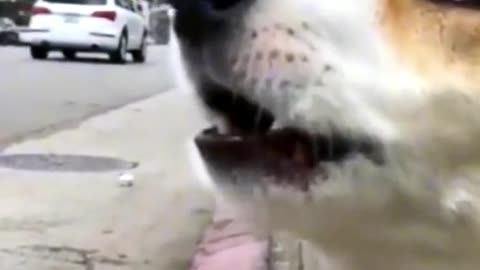 Funny dog copying the ambulance