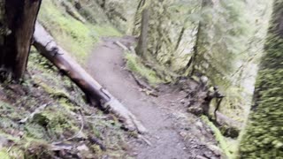 Hiking Through Old Growth Rainforest – Salmon River – Mount Hood – 4K